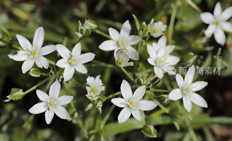 伯利恒之星(Ornithogalum bellatum)